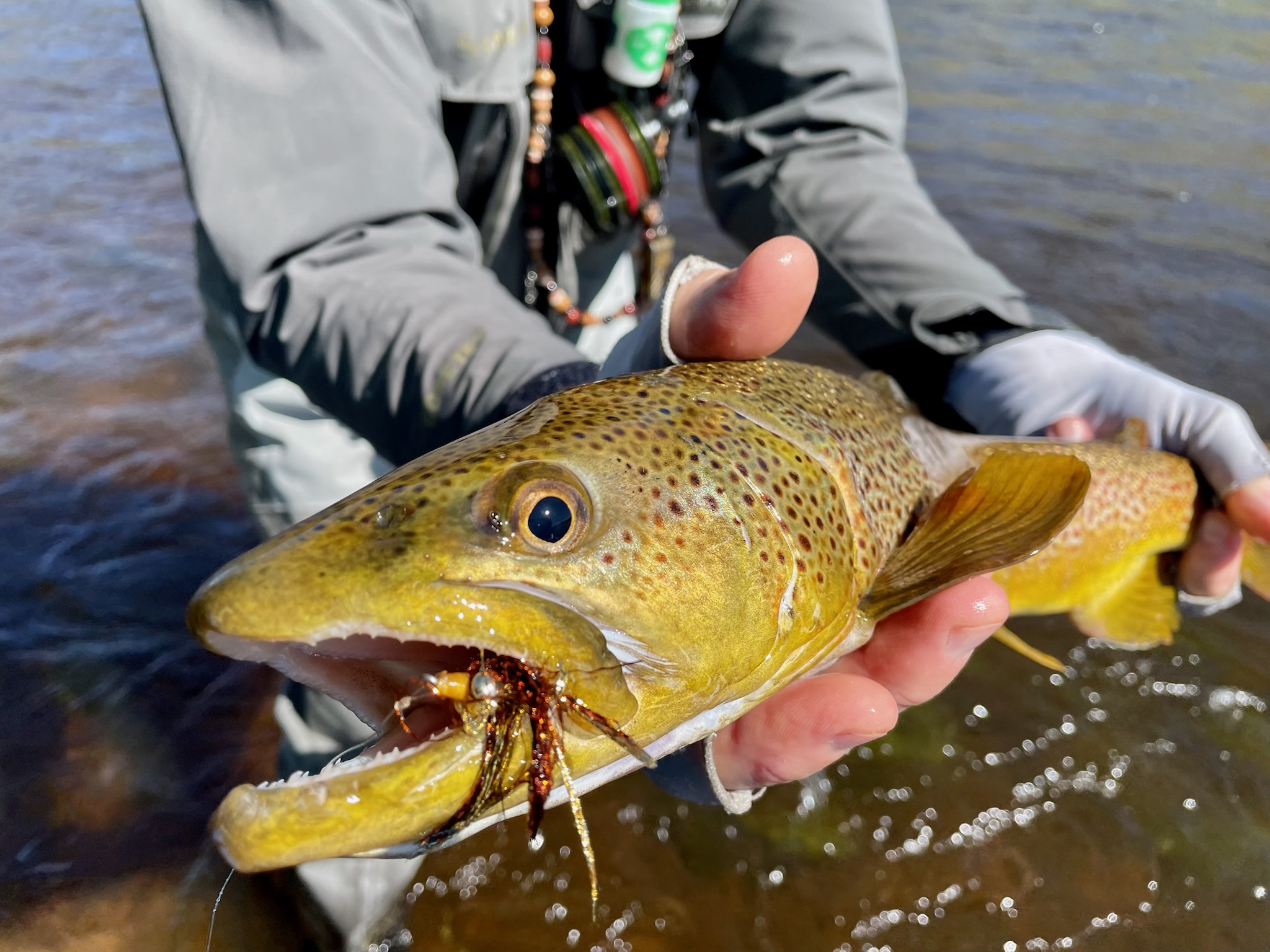 photo of caught fish